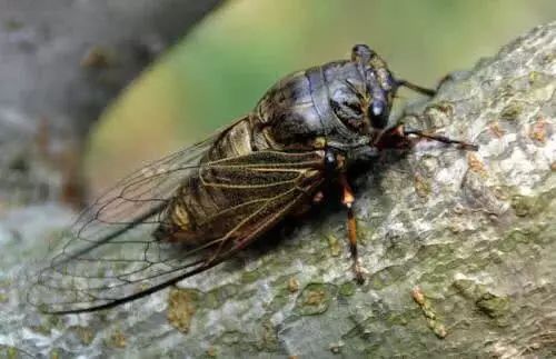 金蝉蝉鳄鱼出装有哪些推荐？如何选择最佳装备？