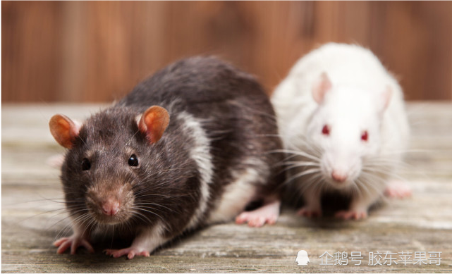 耗子出装有哪些技巧?如何提高伤害输出? 耗子出装有哪些技巧?如何提高伤害输出?