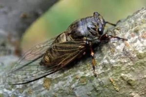 金蝉蝉鳄鱼出装有哪些推荐？如何选择最佳装备？