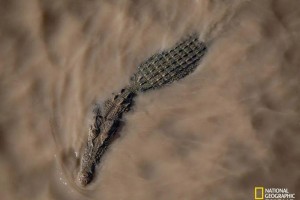 LOL鳄鱼使用的武器是什么？其属性和效果如何？