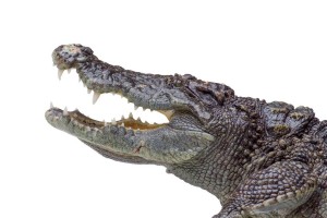 鳄鱼上单出装推荐是什么？最新版本鳄鱼出装有哪些变化？