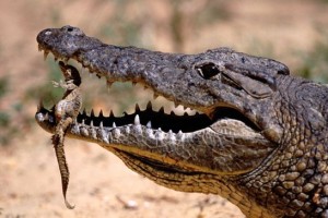 为什么人们喜欢鳄鱼？喜欢鳄鱼的理由是什么？