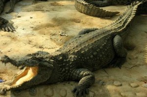 鳄鱼如何变巨大？最佳出装推荐是什么？