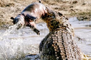 鳄鱼肉装出装推荐有哪些？如何选择适合的肉装装备？