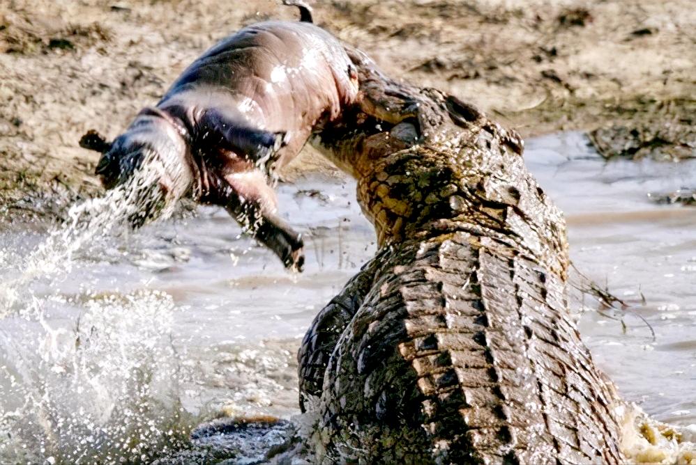 鳄鱼肉装出装推荐有哪些？如何选择适合的肉装装备？