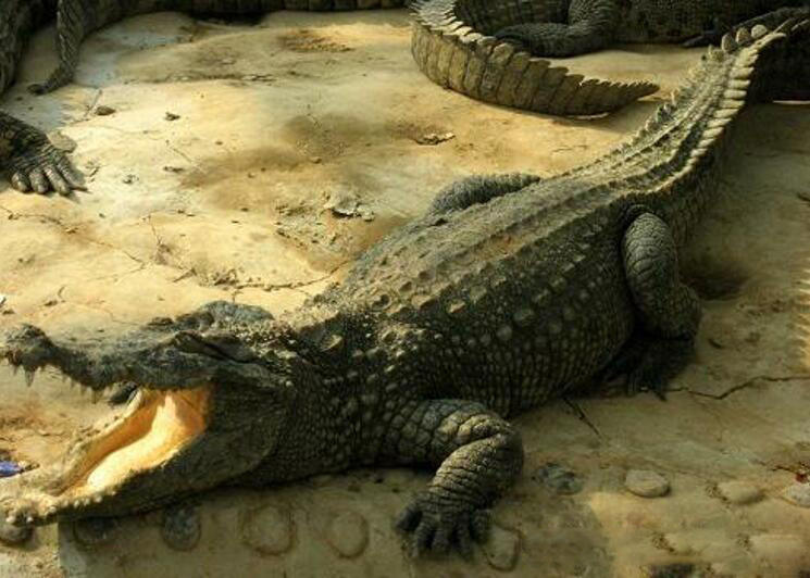 鳄鱼如何变巨大？最佳出装推荐是什么？