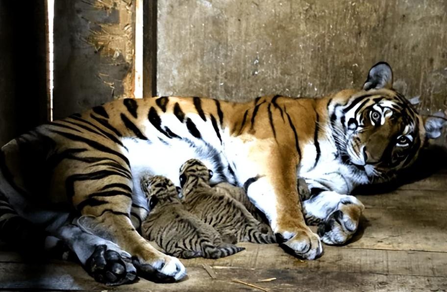 Dota熊战士最佳出装是什么？如何选择合适的装备？