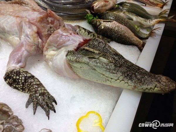 鳄鱼肉如何出装？最佳出装推荐是什么？