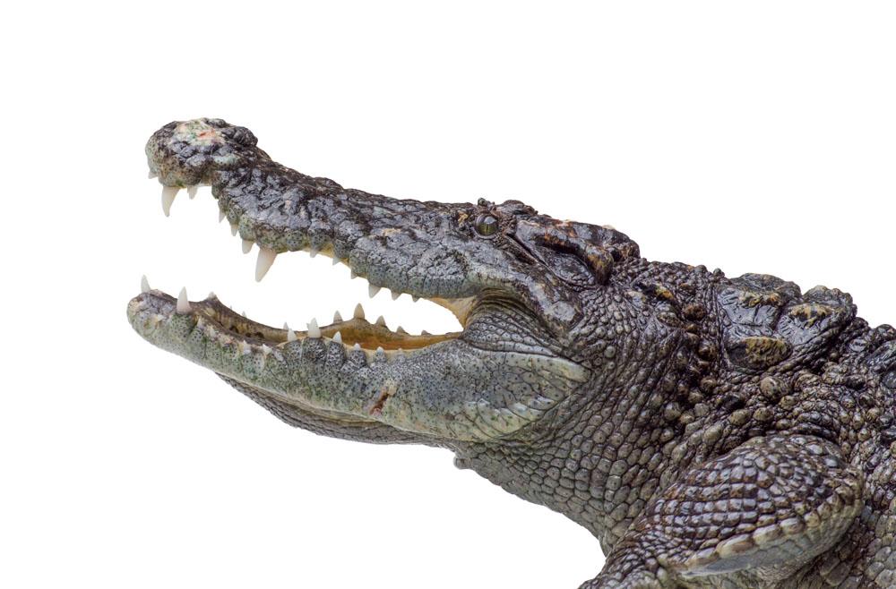 鳄鱼上单出装推荐是什么？最新版本鳄鱼出装有哪些变化？