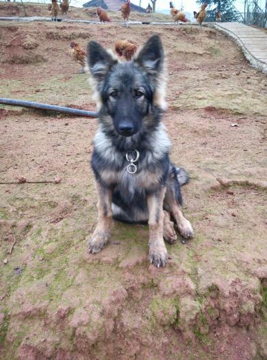 狼狗出装有哪些推荐？如何选择适合的装备？