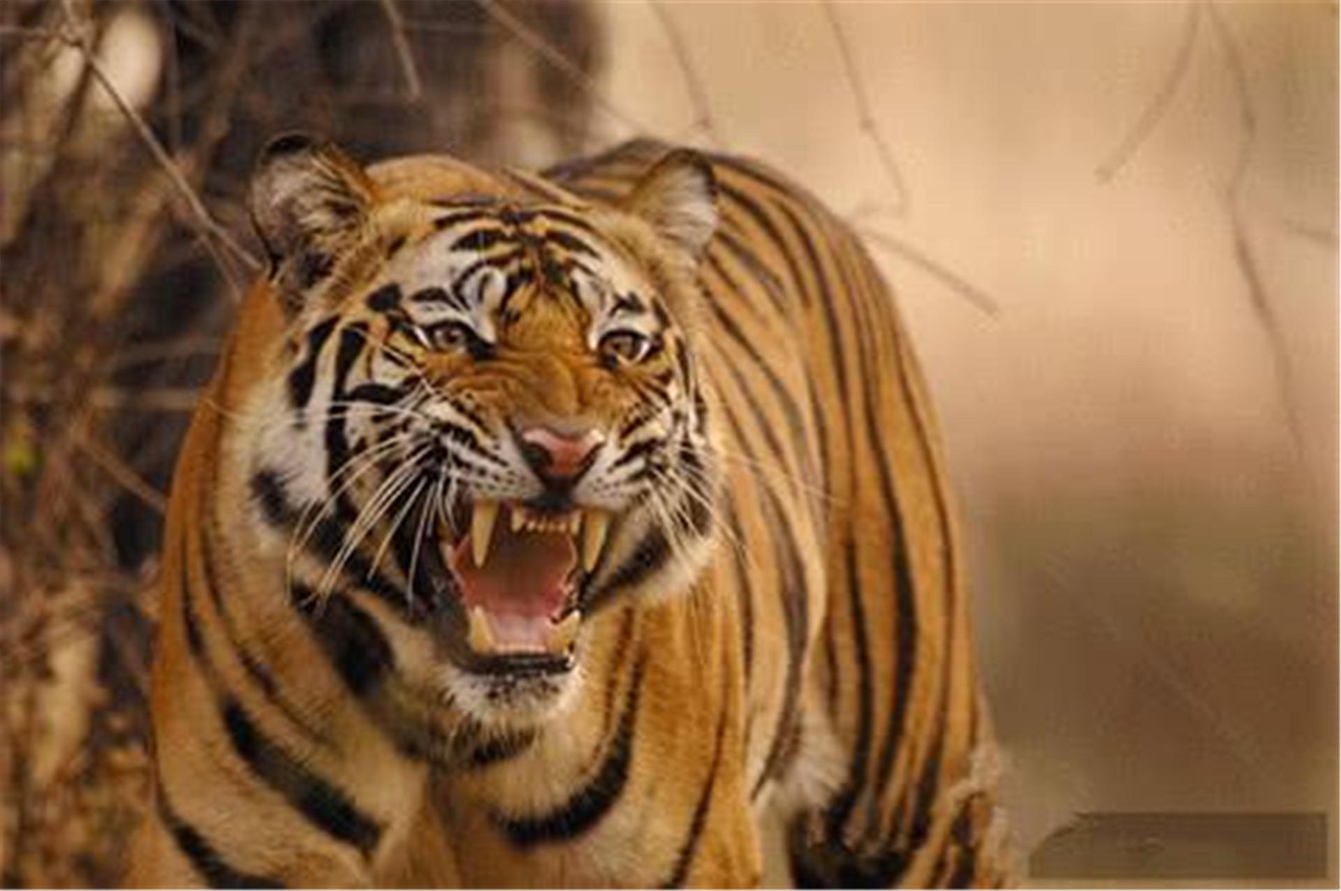 Dota2食人魔魔法师天赋有哪些？如何选择最佳天赋？