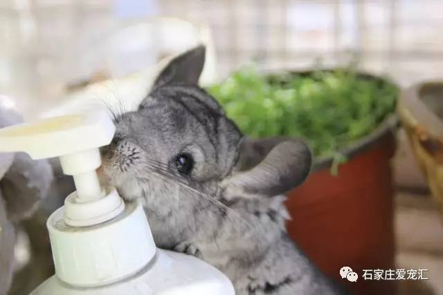 暖雪类耗子出装技巧与推荐有哪些? 暖雪类耗子出装技巧与推荐有哪些?